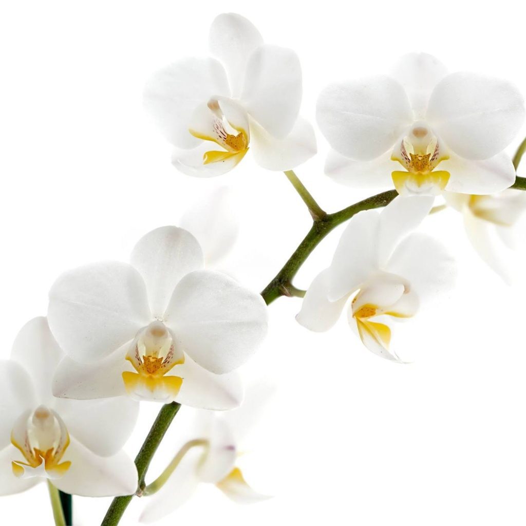 Hope Haven Psychological Resource